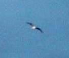 A seagull flying overhead