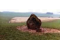 Gwernwyddog standing stone, Brecknockshire, photographed in April 1987 (70 KB)